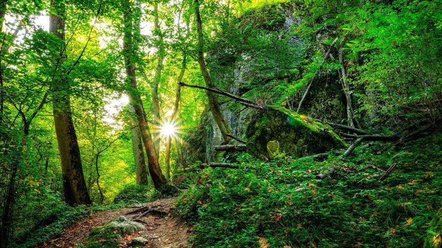 Вольський ліс, Краків