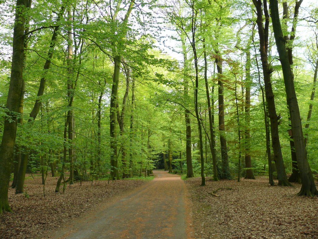 Ольденбурзький ліс