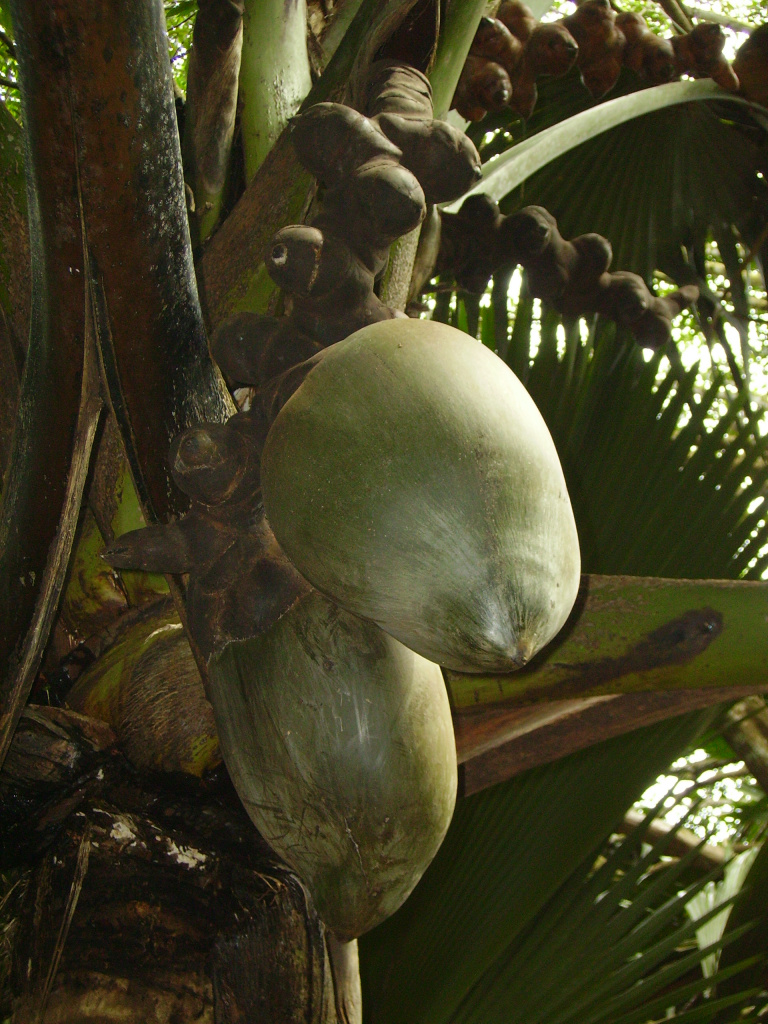 Плоды сейшельской пальмы