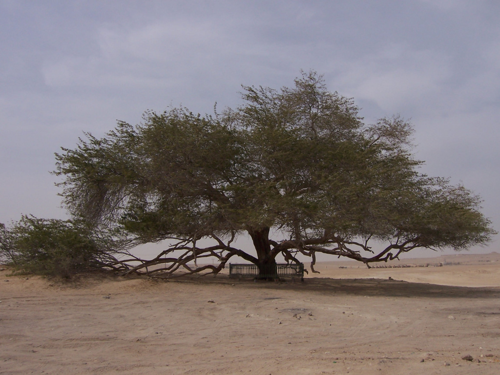 Дерево Життя, дерево Prosopis cineraria заввишки 9,75 метра, якому понад 400 років