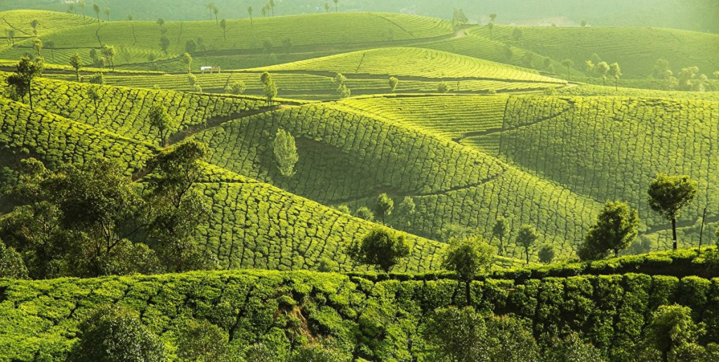 Чайні плантації в Індії