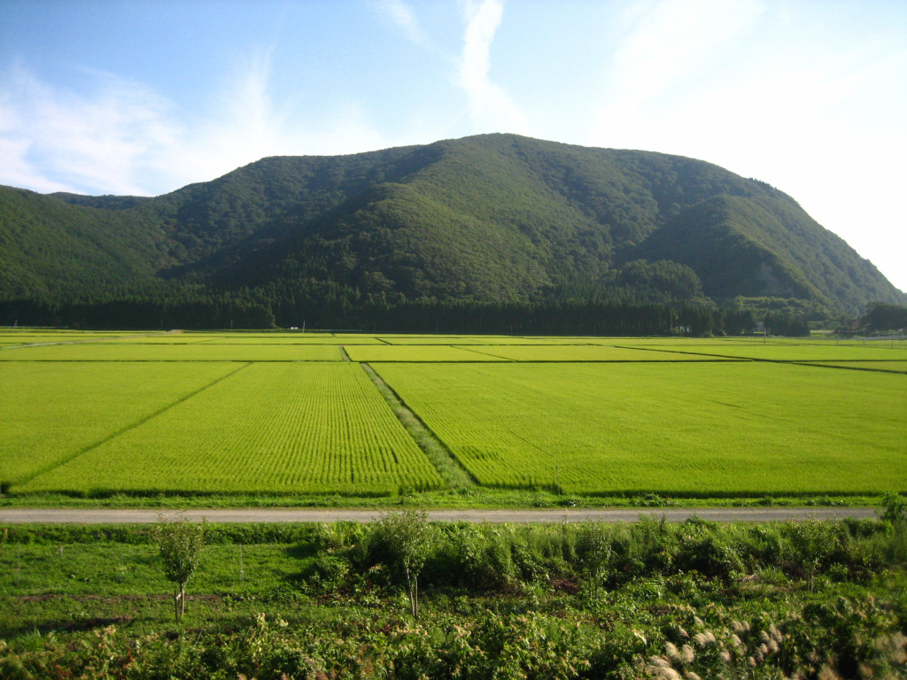 Рисові поля в Японії