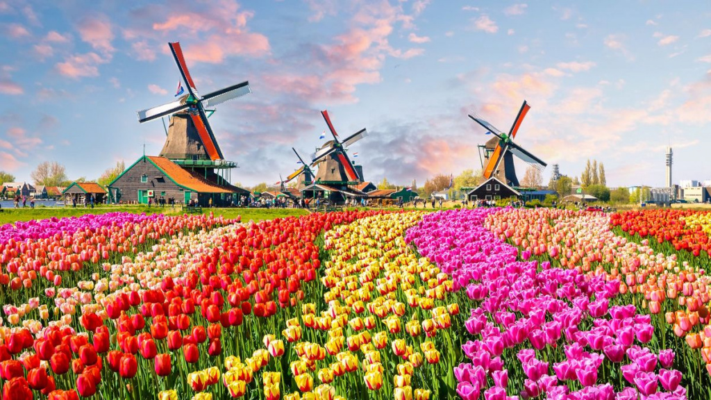 Тюльпанові поля, Нідерланди