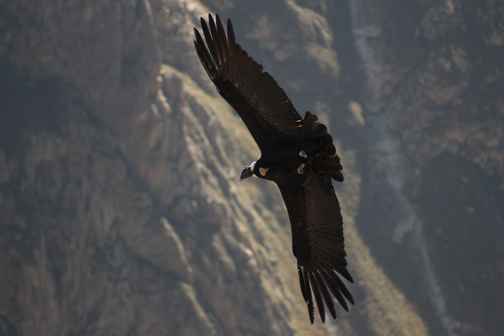 Андський кондор – національний птах Чилі