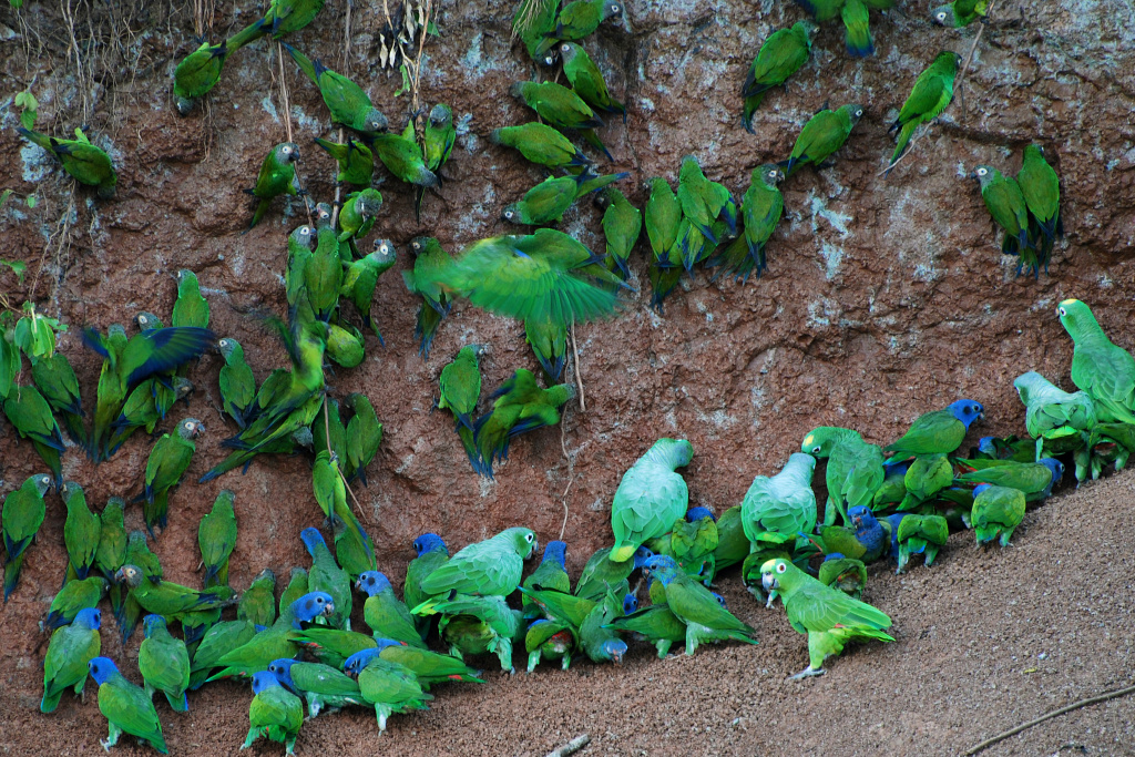 Птахи в національному парку Ясуні