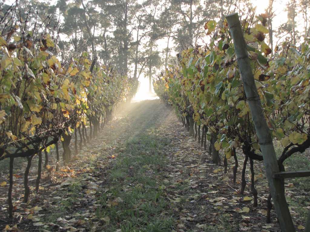 Виноградники в Уругвае