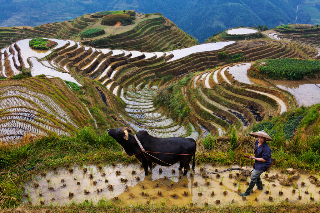 Рисові поля в Китаї